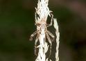 Eriophora_hamiltoni_F1659_Z_75_Mt Birangeli state park_Australie